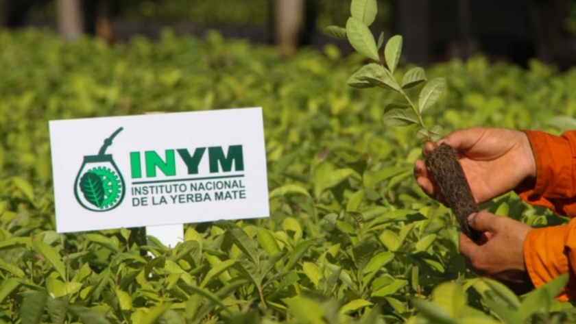 Instituto nacional de la yerba mate